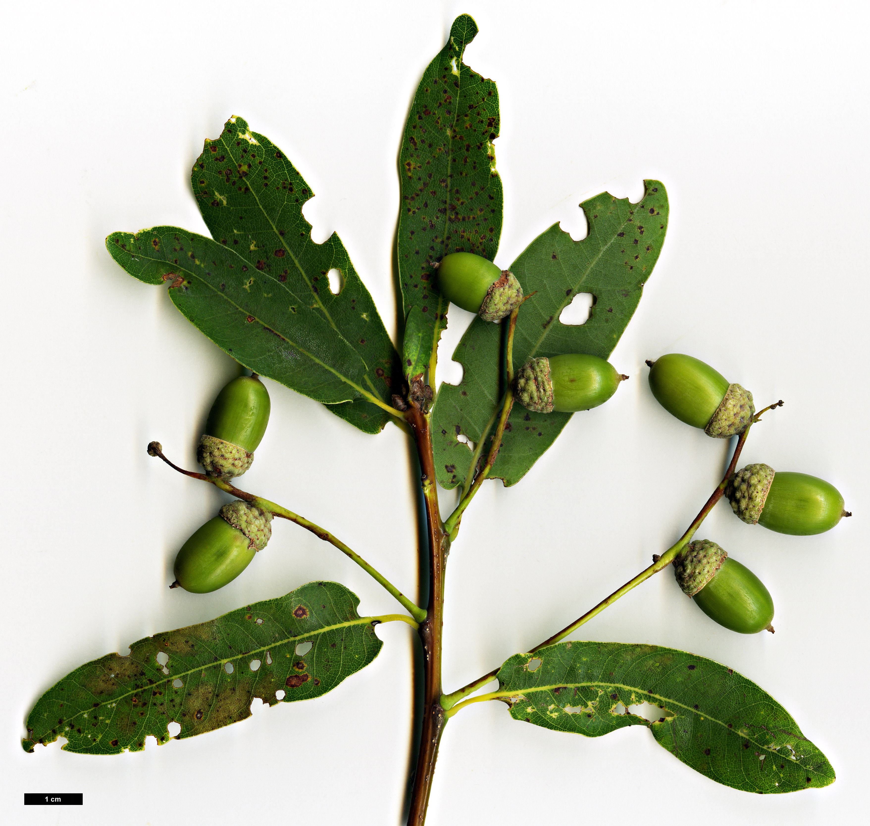 High resolution image: Family: Fagaceae - Genus: Quercus - Taxon: robur - SpeciesSub: Heterophylla Group 'Salicifolia'